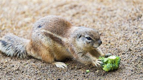 Ground Squirrel With Broccoli A Ground Squirrel With Brocc Flickr