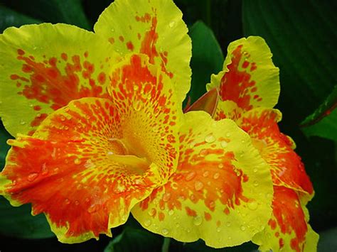 You can place the order on our website at the comfort of home to send thoughtful gifts for your dad and wish him a very happy father's day. Flowers of Singapore | taken at the Singapore Botanical ...