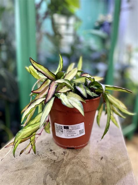 Hoya Wayetii Kentiana Variegata Jungle Boogie