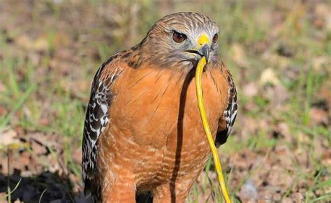 10 American Birds Of Prey