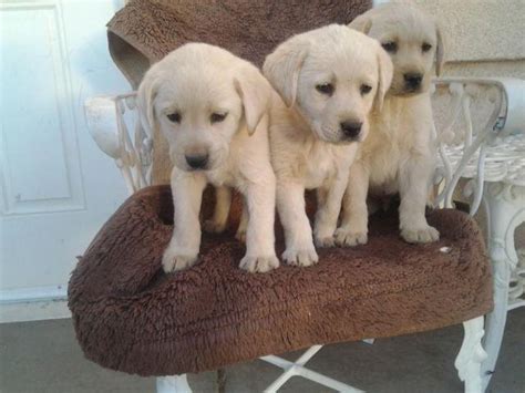Find labrador retriever puppies and breeders in your area and helpful labrador retriever information. AKC labrador puppies (yellow "cream") males for Sale in ...