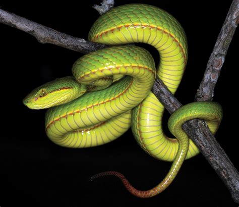 New Green Pit Viper From India Named After Salazar Slytherin From Harry