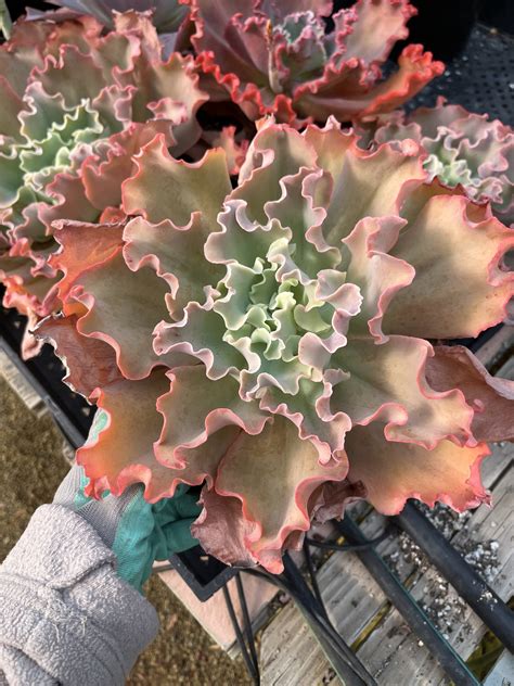 10 Echeveria Ruffles Plantly