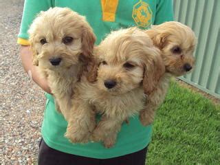 They offer puppies for sale in pa, ohio and more. FOR SALE: CAVOODLE PUPPIES-(PENRITH AREA)