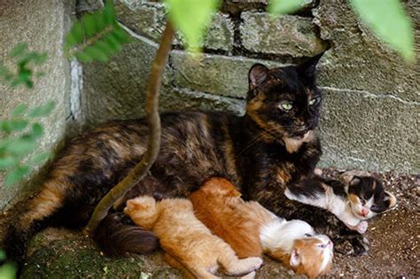 A black male and a red female will give you red male kittens and tortoise shell female ones. Desexing Cats & Kittens - Cost & Benefits of Cat Desexing