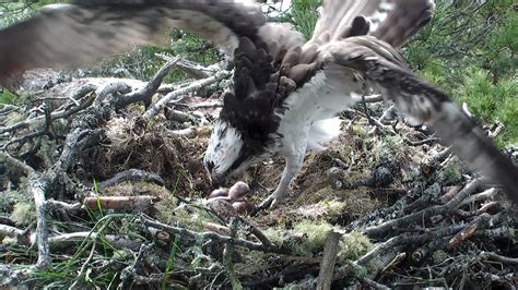 First Chick Hatched At Loch Of The Lowes Scottish Wildlife Trust