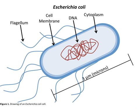 E Coli Drawing At Getdrawings Free Download