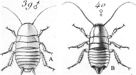 Nuevos Registros De Cucarachas Insecta Blattodea Exóticas Del