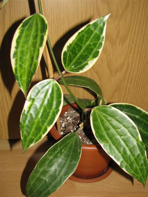 Hoya annakey mb1291 hoya cv. Zielona Przystań Lulu ______: Hoya/Spis