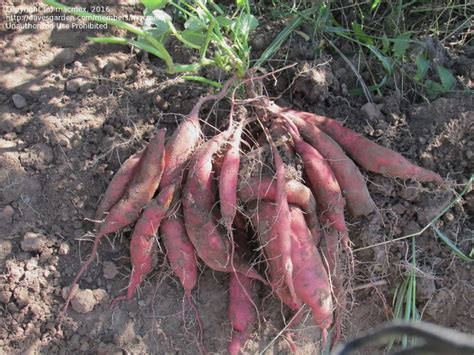Plantfiles Pictures Sweet Potato Oklahoma Red Ipomoea Batatas By