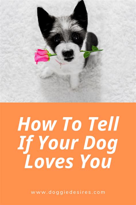 How To Tell If Your Dog Loves You In 2020 Dog Love Your Dog Dogs