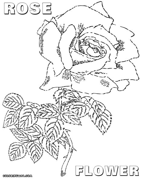 Rose coloring pages | Coloring pages to download and print