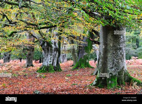 Beech Trees In Mark Ash Wood New Forest Hampshire Uk Autumn Stock