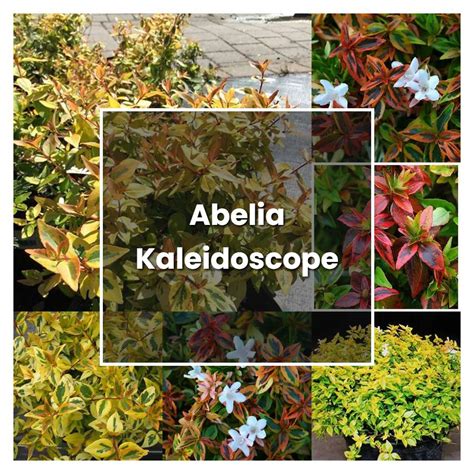 How To Grow Abelia Kaleidoscope Plant Care And Tips Norwichgardener