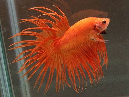 Orange crowntail | Betta fish