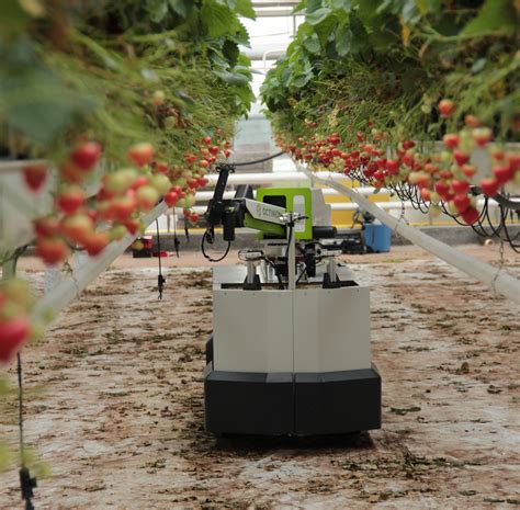 Octinions Strawberry Picking Robot In Worlds First Commercial Launch