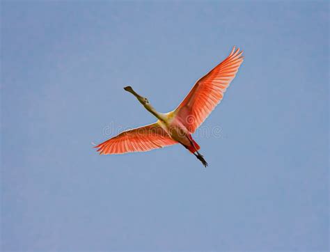 Bright Pink Breeding Colors Of The Rosette Spoonbill In Flight Stock