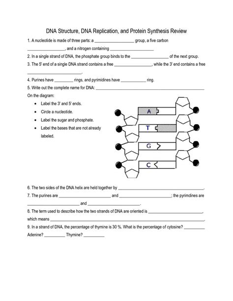 DNA Structure and Replication Worksheet | Dna replication, Dna