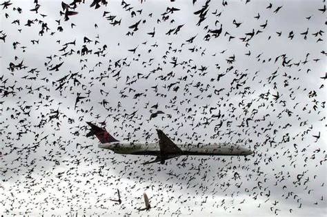 What Happens When A Bird Hits A Plane In Mid Air Heres Why Bird