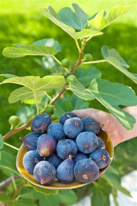 How to eat a fig. Figs