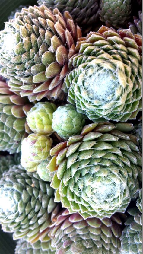 Red Cobweb Hens and Chicks | Hens and chicks, Drought tolerant