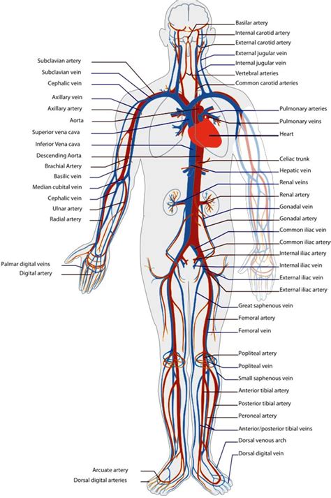 154 best health images on Pinterest | Factors, Folk and People