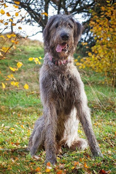 168 Best Irish Wolfhound Images On Pinterest Irish