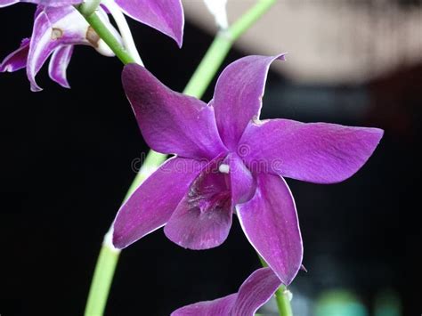 Magenta Orchid Stock Image Image Of Pure Nature Delicate 101237783