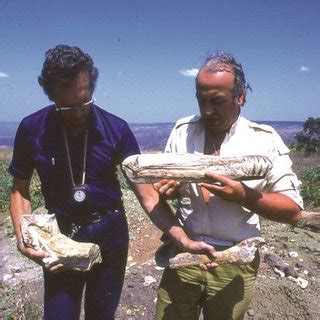 Fossil remains of cearadactylus dated back to the albian stage of the early. (PDF) Cearadactylus atrox nov. gen., nov. sp.: Novo ...