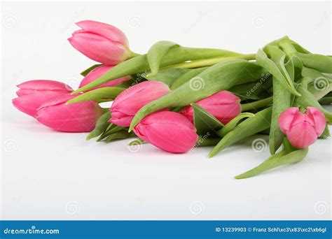 Pink Tulip Flowers Stock Image Image Of Nature Bouquet 13239903