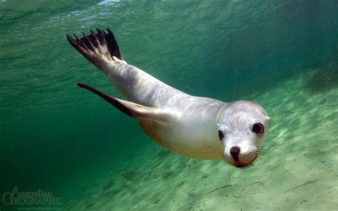 Sea Lion South Australia Australian Geographic