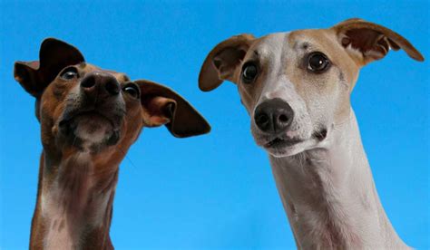 The Whippet Italian Greyhound Mix A Guide To The Whippig