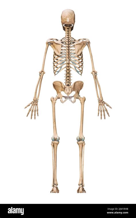 Posterior Or Back View Of Accurate Human Skeletal System With Skeleton