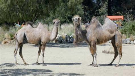 Guess what day it is!? Ad of the Day: It's Hump Day All Over Again in Geico's New ...