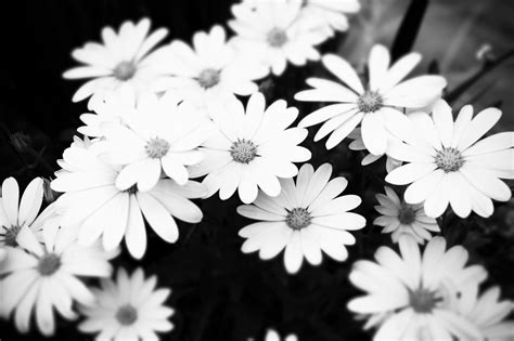 Aesthetic Black And White Flower Background Anonimamentemivida