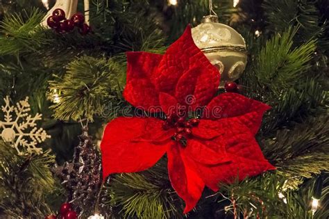 Red Christmas Flower Stock Image Image Of Decoration 107143533