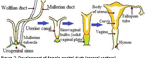 Figure 2 From Hymen Facts And Conceptions Semantic Scholar