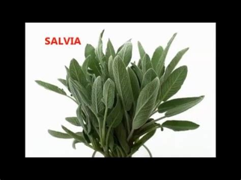 Veamos cuáles son las propiedades y los usos en la cocina de 10 tipos de hierbas aromáticas muy populares en todo el mundo: HIERBAS PARA COCINAR. TIPS #4 - YouTube