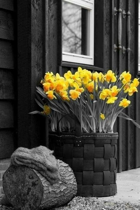 Yellow Daffodils Color Splash Photo Color Splash