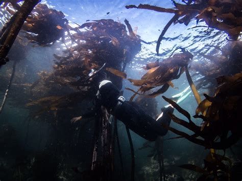 Bloombergs ‘new Seven World Wonders No 5 Kelp Forests South Africa