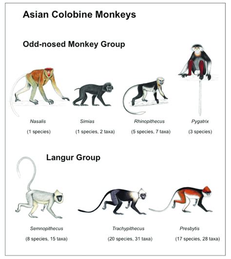 Species Of Monkeys Chart