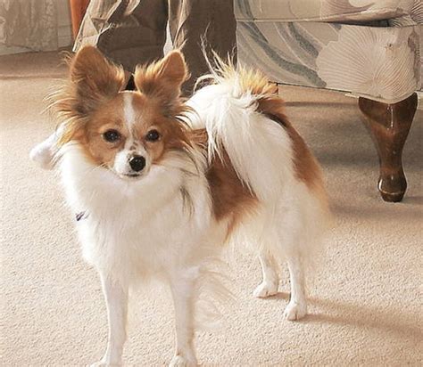 Adult Female Papillon For Sale Adoption From Salmon Arm British