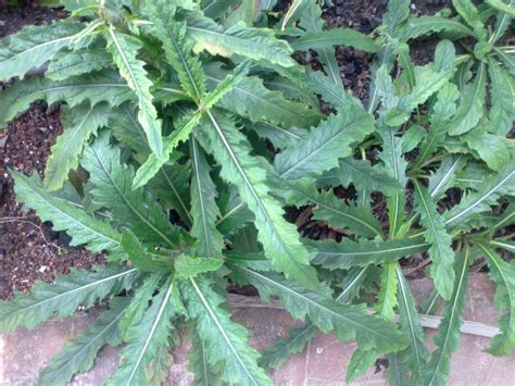We did not find results for: Obat-Obatan: Daun Dewa