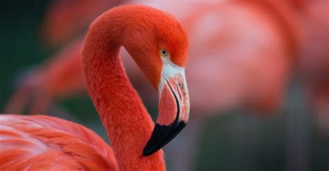 Flamingos are beautiful giant birds which are often seen standing on one leg on water lands. Flamingo Bird Facts | AZ Animals