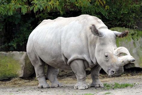 Rinoceronte Branco Espécie Quase Extinta Pode Ser Salva Pela Ciência