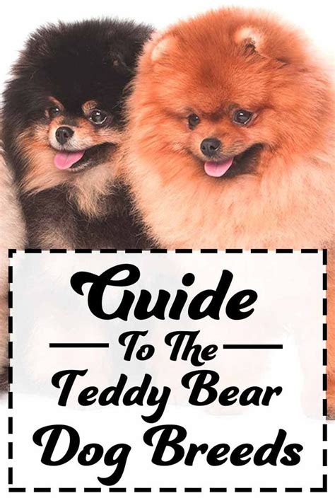 A Complete Guide To The Teddy Bear Dog Breeds Dog Breed Reviews