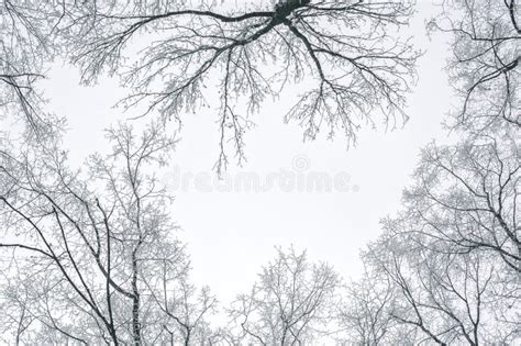 Abstract Frozen Tree Branches Winter Background Stock Photo Image Of