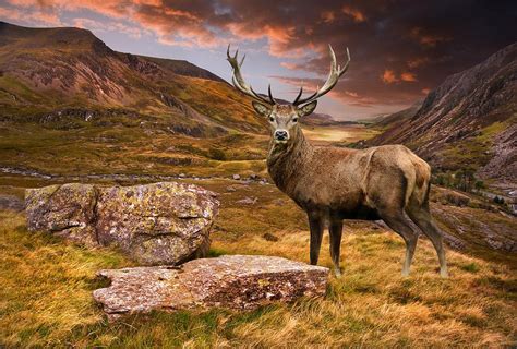 Red Deer Stag In Moody Dramatic Mountain Sunset Landscape Photograph By