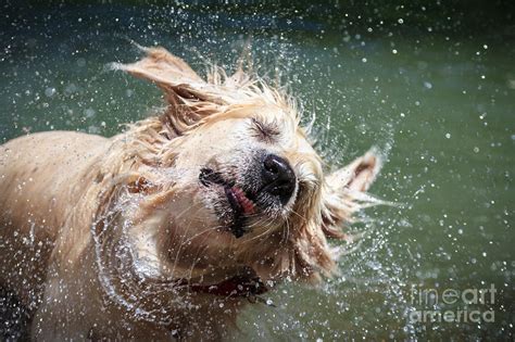 Golden Retriever Shaking Off Water Photograph By Lorenzooooo Pixels