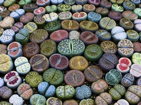 How to grow cactus seeds? How to Grow Lithops from Seed | World of Succulents